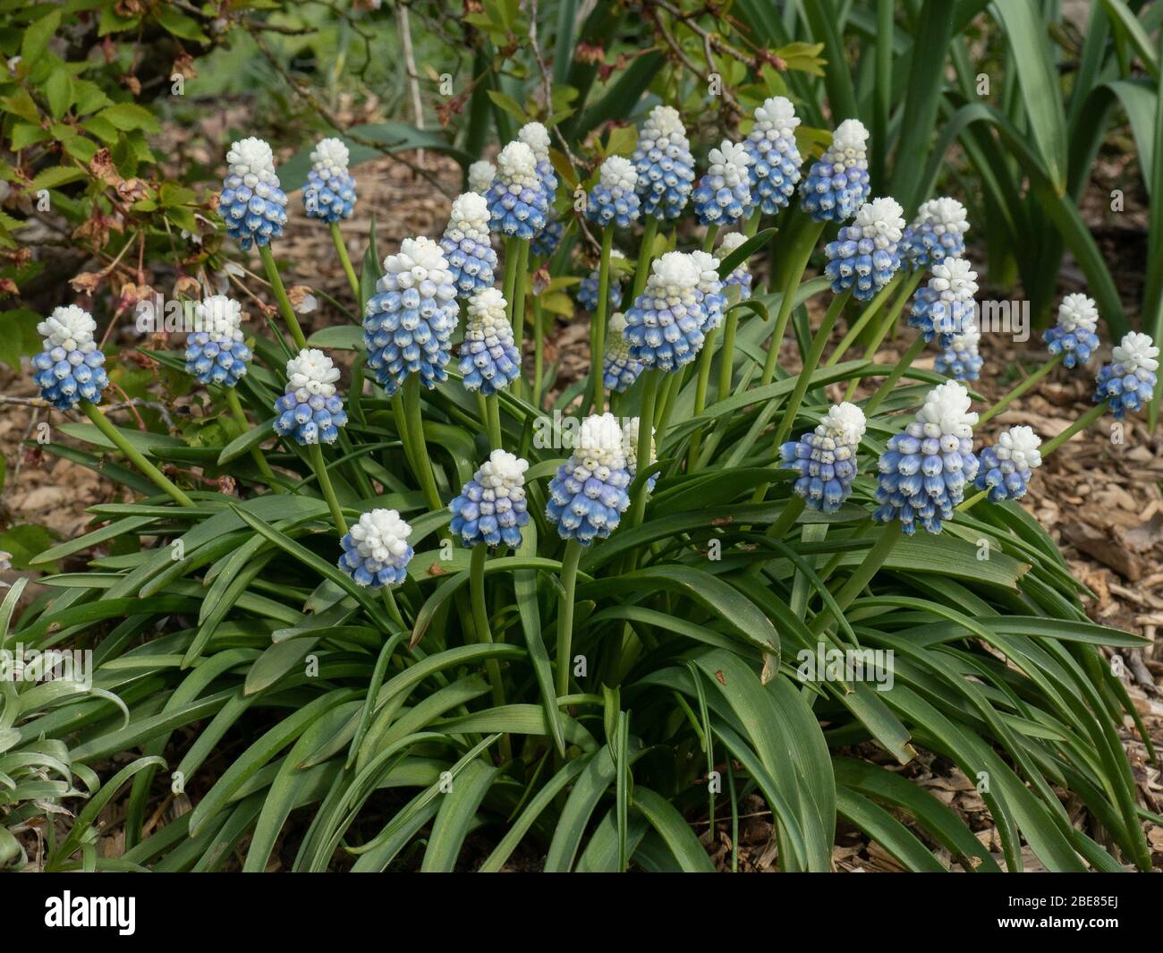 A clump of the grape hyacinth Muscari Mountain Lady in full flower Stock Photo