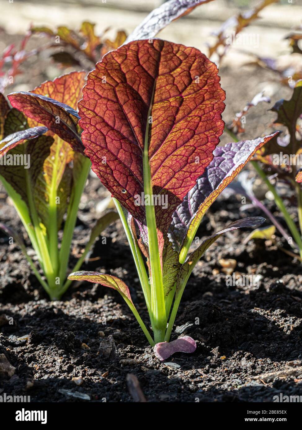 A worms eye view of a young plant of the mustard Bloody Mary Stock Photo