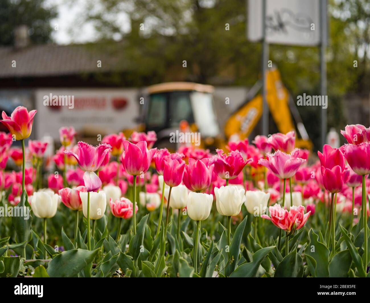 Contrast Red flowers isolated against industrial machine digger in blurry blur background Mlaka suburb in Rijeka Croatia Stock Photo