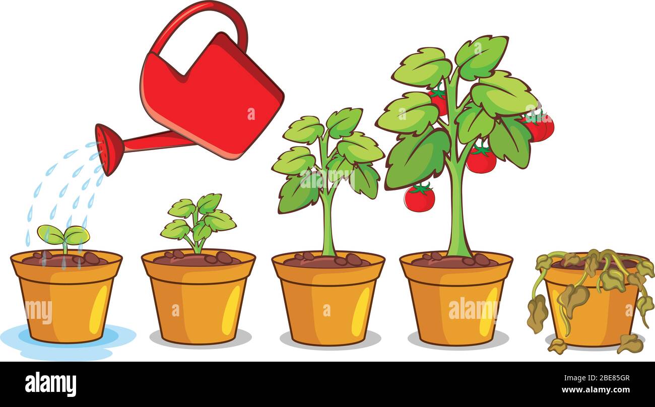 Diagram showing how plant grows from seed to tree illustration Stock Vector Image & Art Alamy