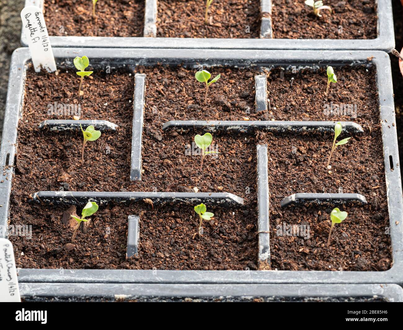 A cell tray of newly pricked out Brussel Sprout seedlings Stock Photo