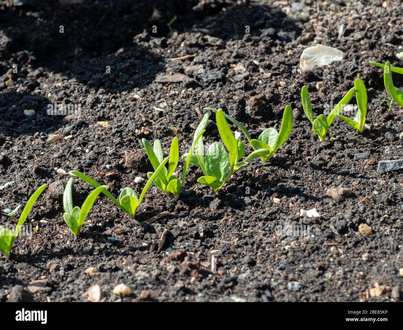 A close up of a row of young spinach seedlings Stock Photo