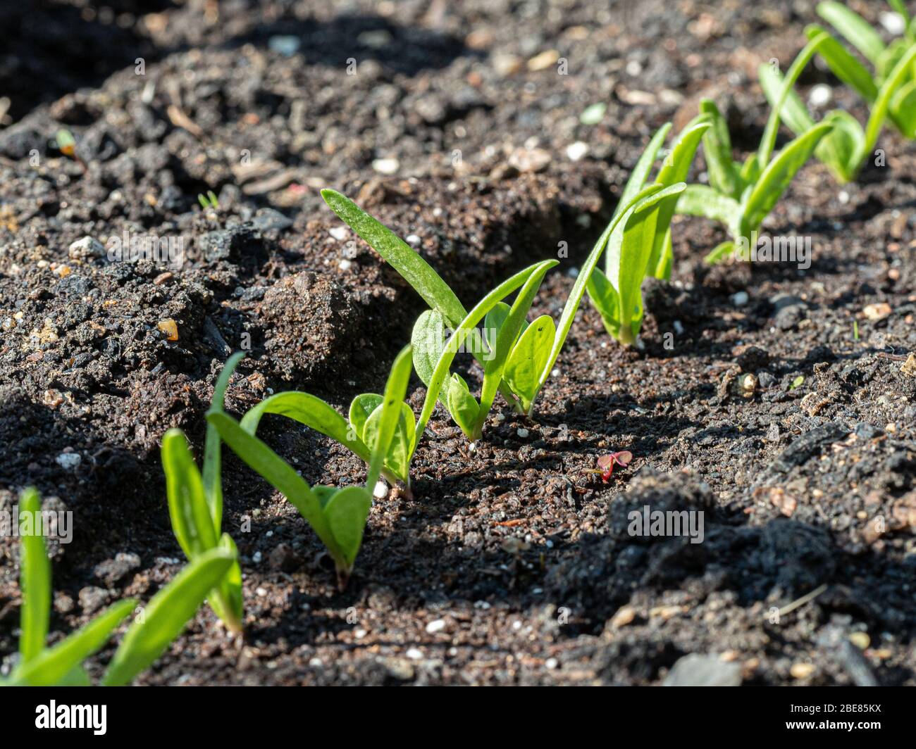 A close up of a row of young spinach seedlings Stock Photo