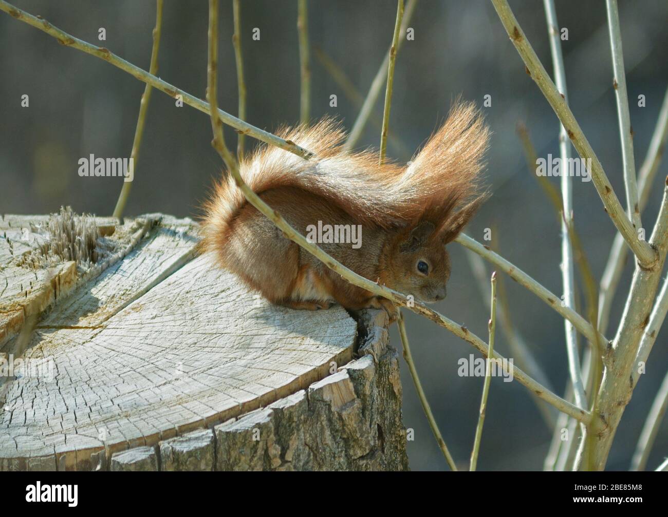 Squirrel sitting on a tree trunk Stock Photo