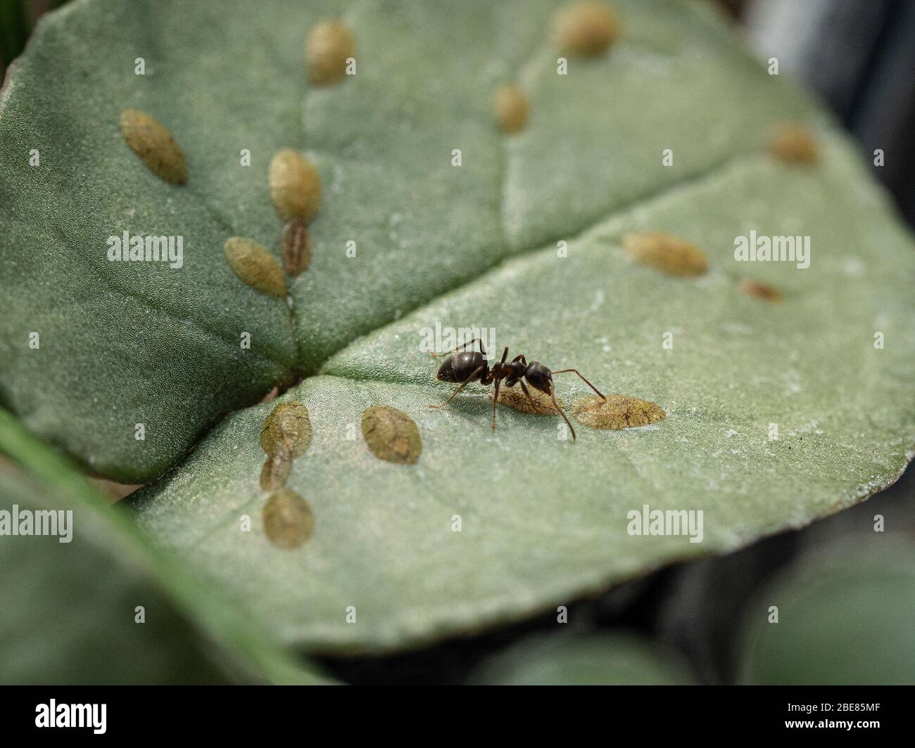 A close up of an ant milking a scale insect on a cyclamen leaf Stock Photo