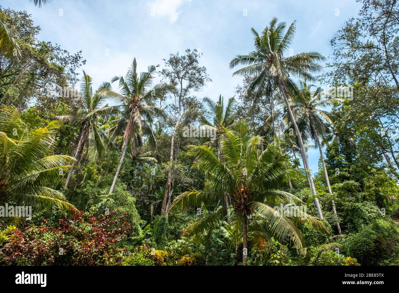 Tropical forest, tropical palm trees wallpaper at Bali, Indonesia Stock Photo