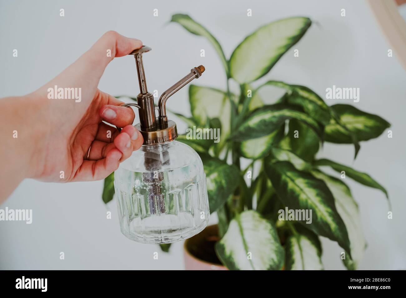 Misting house plant with glass mister Stock Photo