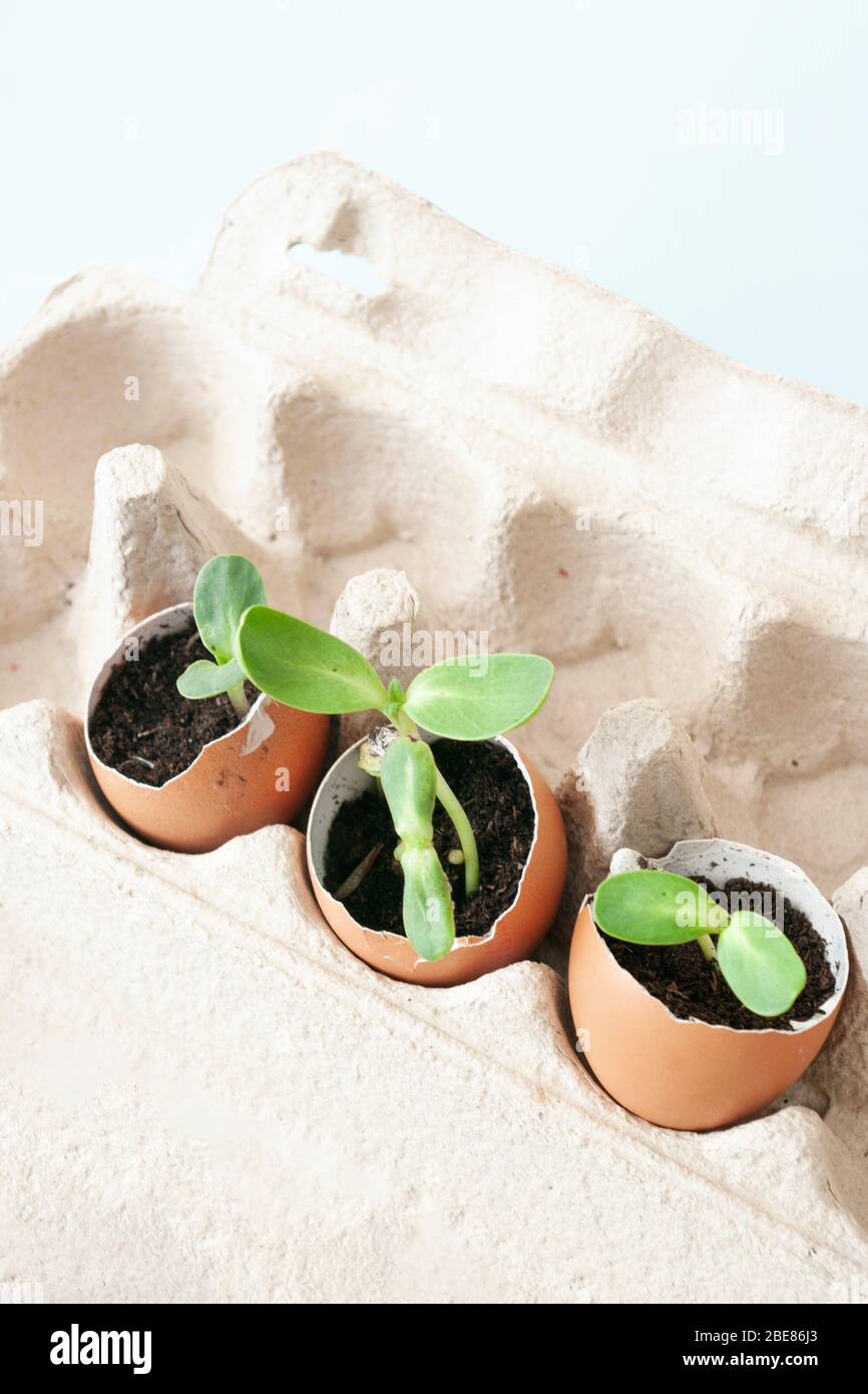 eggshells, plant sprouts, Garden beds at home. Growing vegetables, zero waste. Stock Photo
