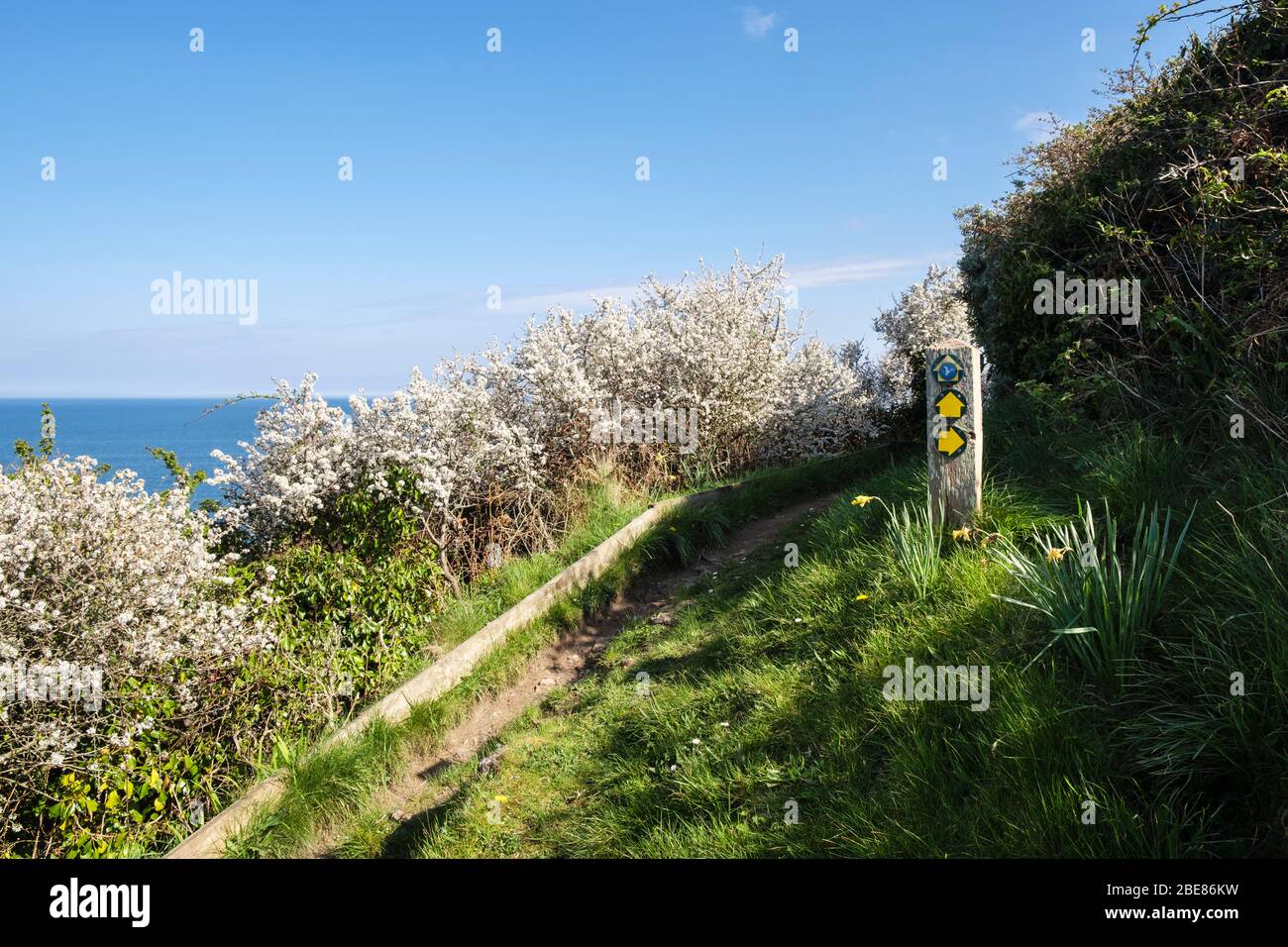 Flowering Blackthorn hedgerow along the coastal footpath with waymarker sign in spring. Benllech, Isle of Anglesey, Wales, UK, Britain Stock Photo