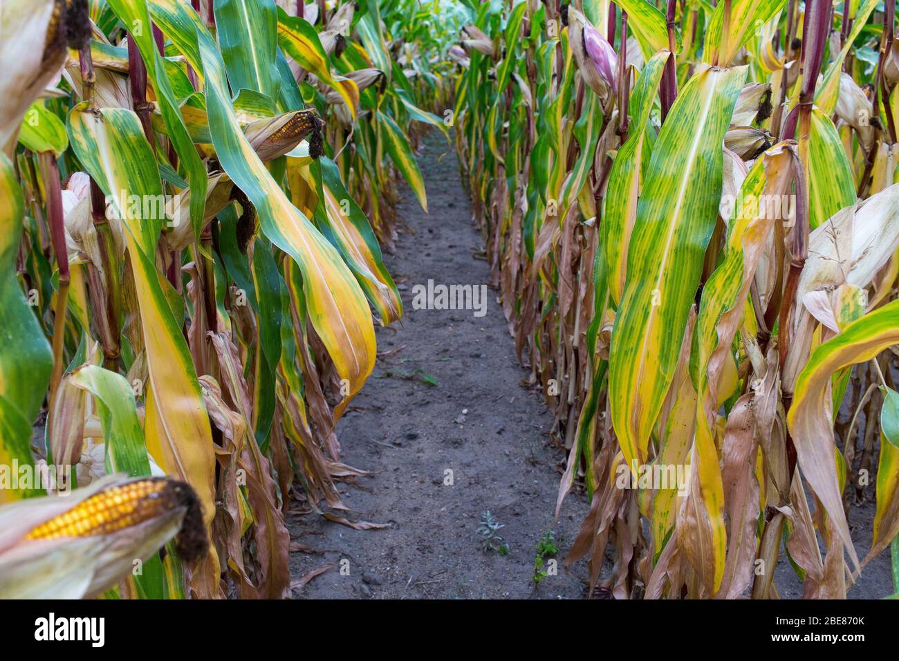 Organic corn is grown for local production close the the town of Etel, in Western France. Stock Photo