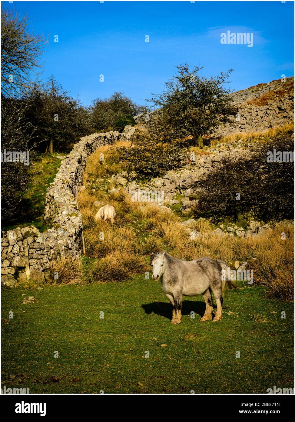 Ponies by a dry stone wall Stock Photo