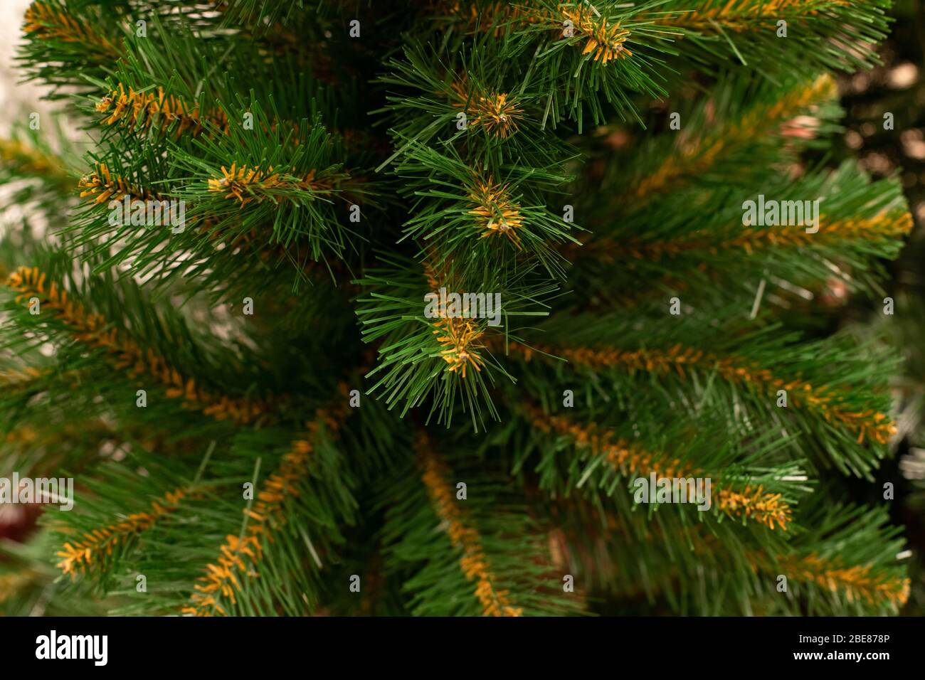Backdrop background for festive design, xmas tree with artificial green