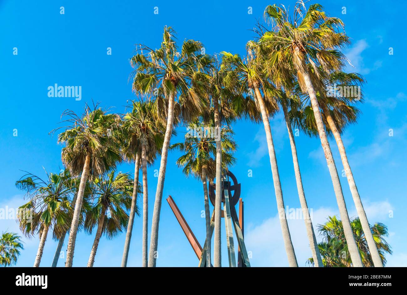 palm tree on sunny day with blue sky background. Stock Photo