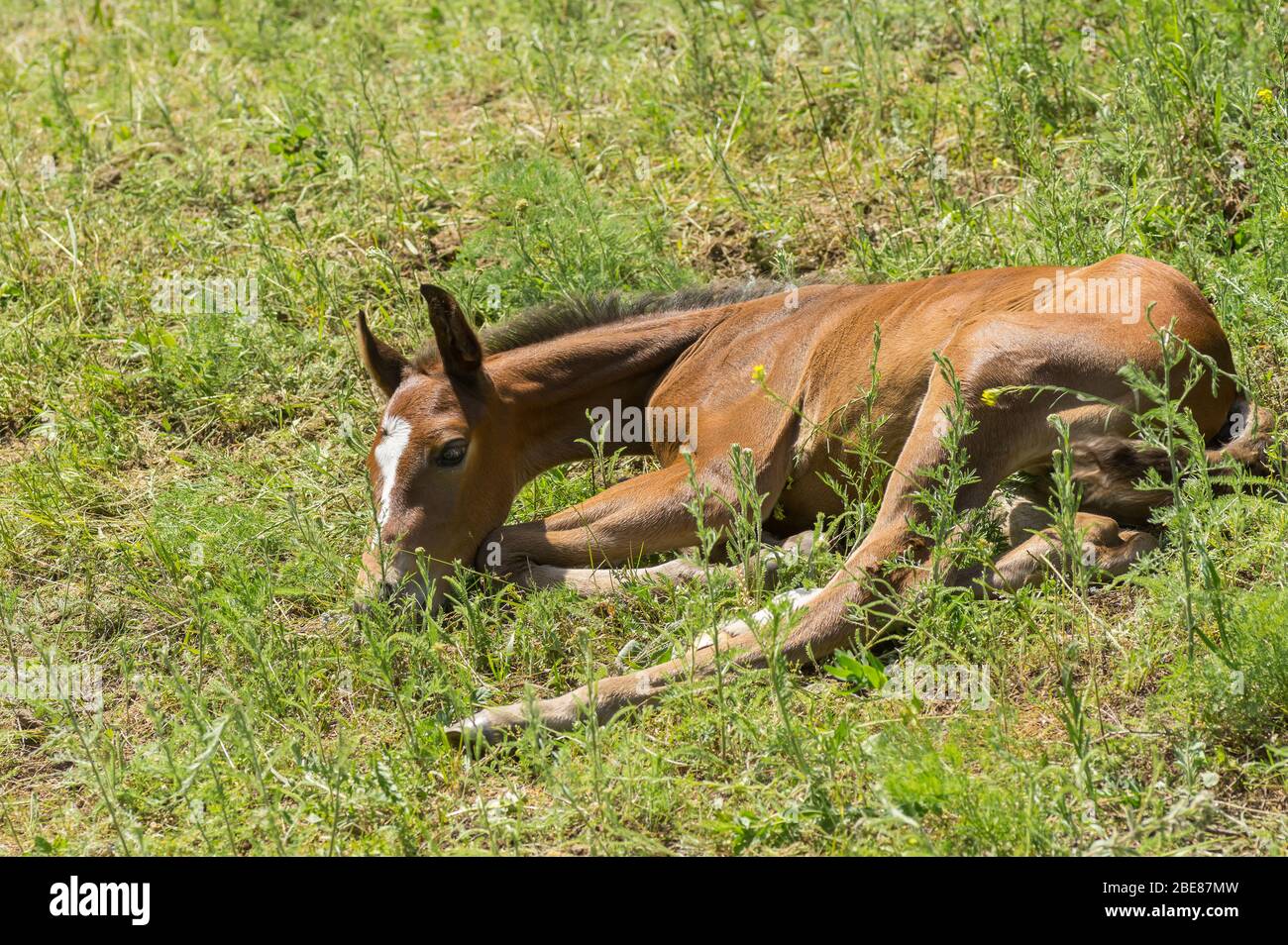 Tired newborn foal having rest lying on a spring pasture Stock Photo