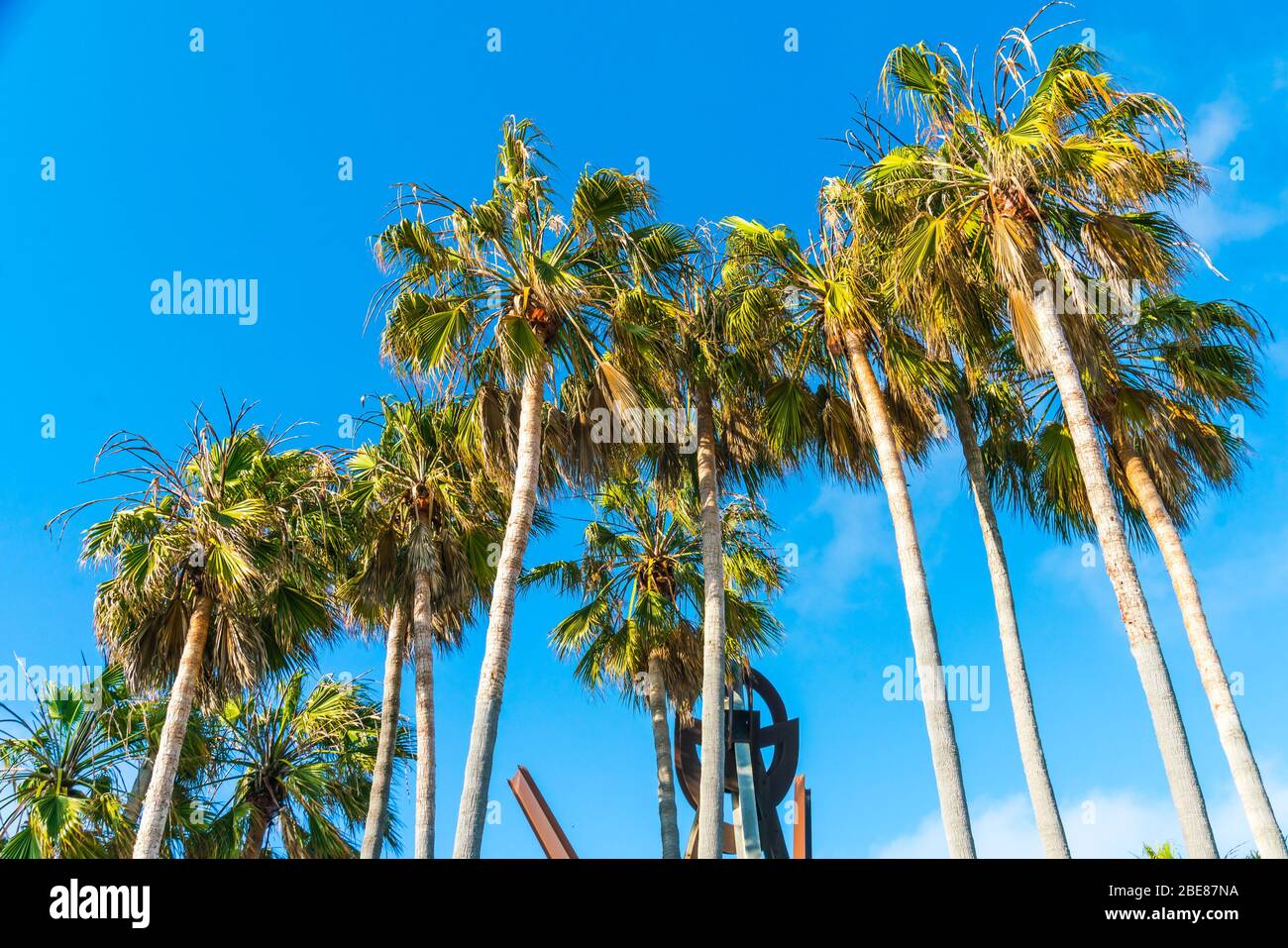 palm tree on sunny day with blue sky background. Stock Photo