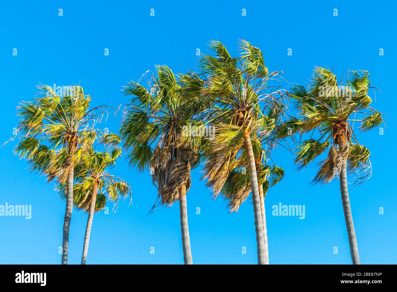palm tree on sunny day with blue sky background. Stock Photo