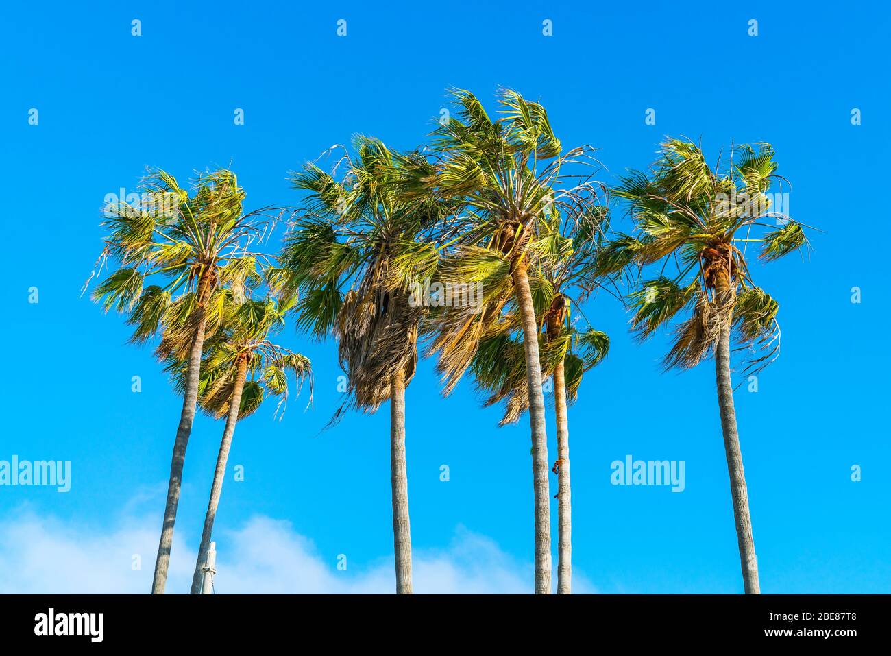 palm tree on sunny day with blue sky background. Stock Photo