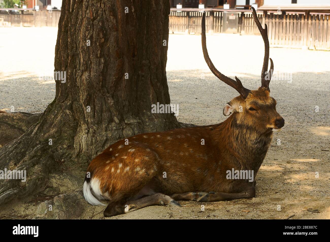 Deer lying down in the shade in Nara Park, Nara, Osaka, Japan Stock Photo