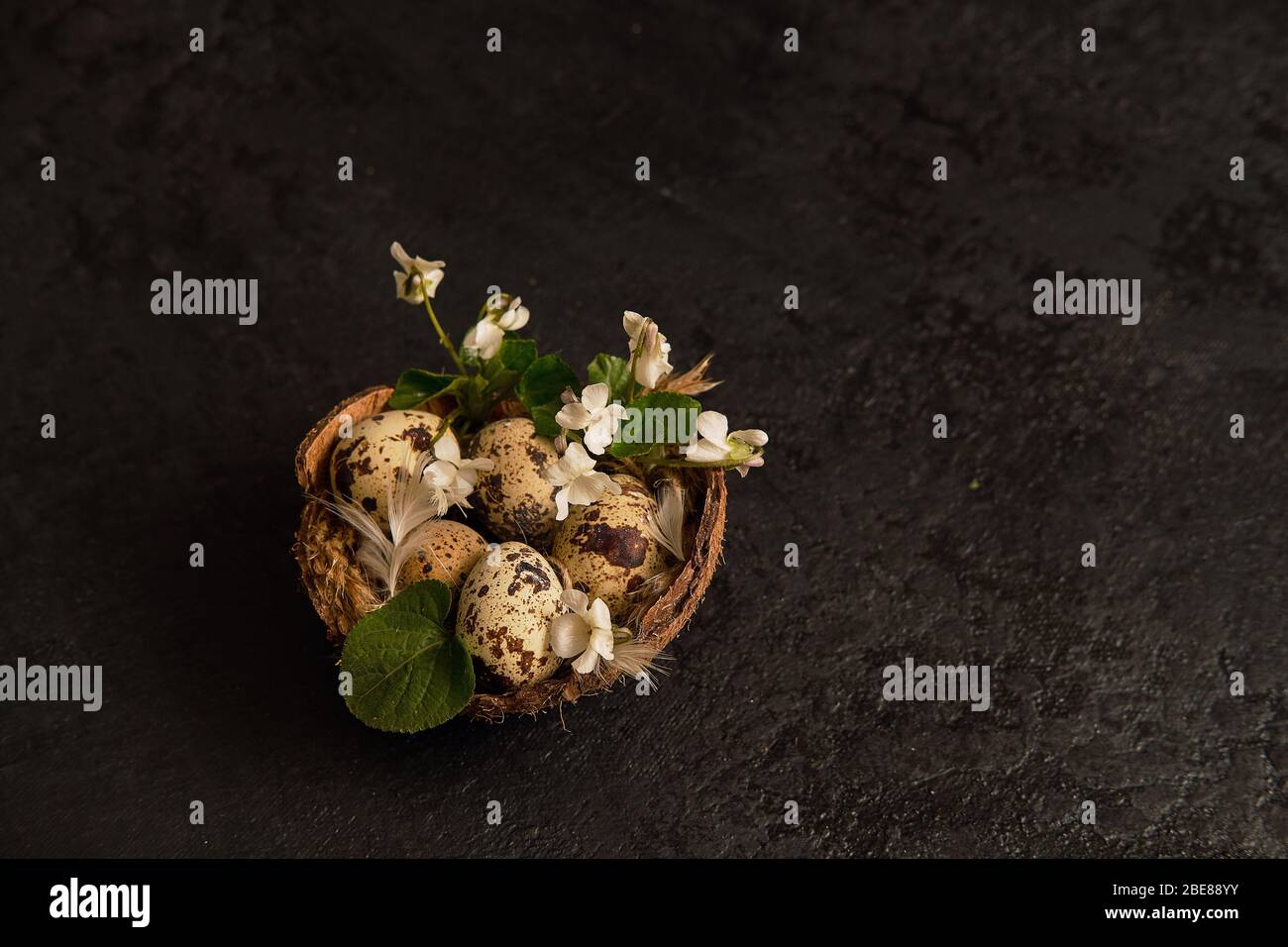 easter composition. eggs in the nest and small flowers on a black ...