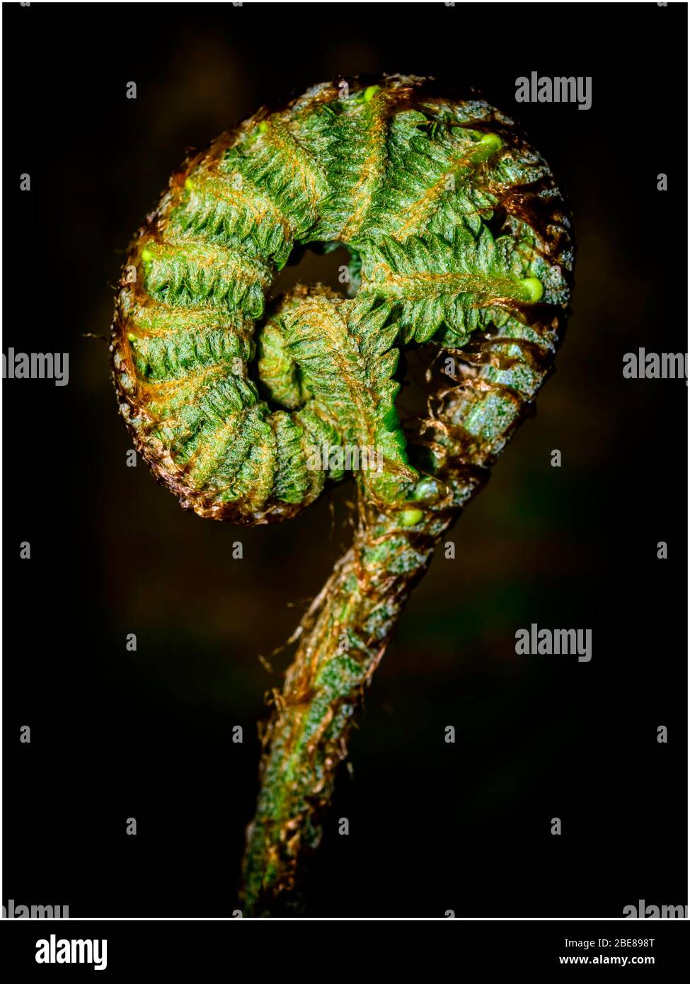 Uncurling frond Stock Photo