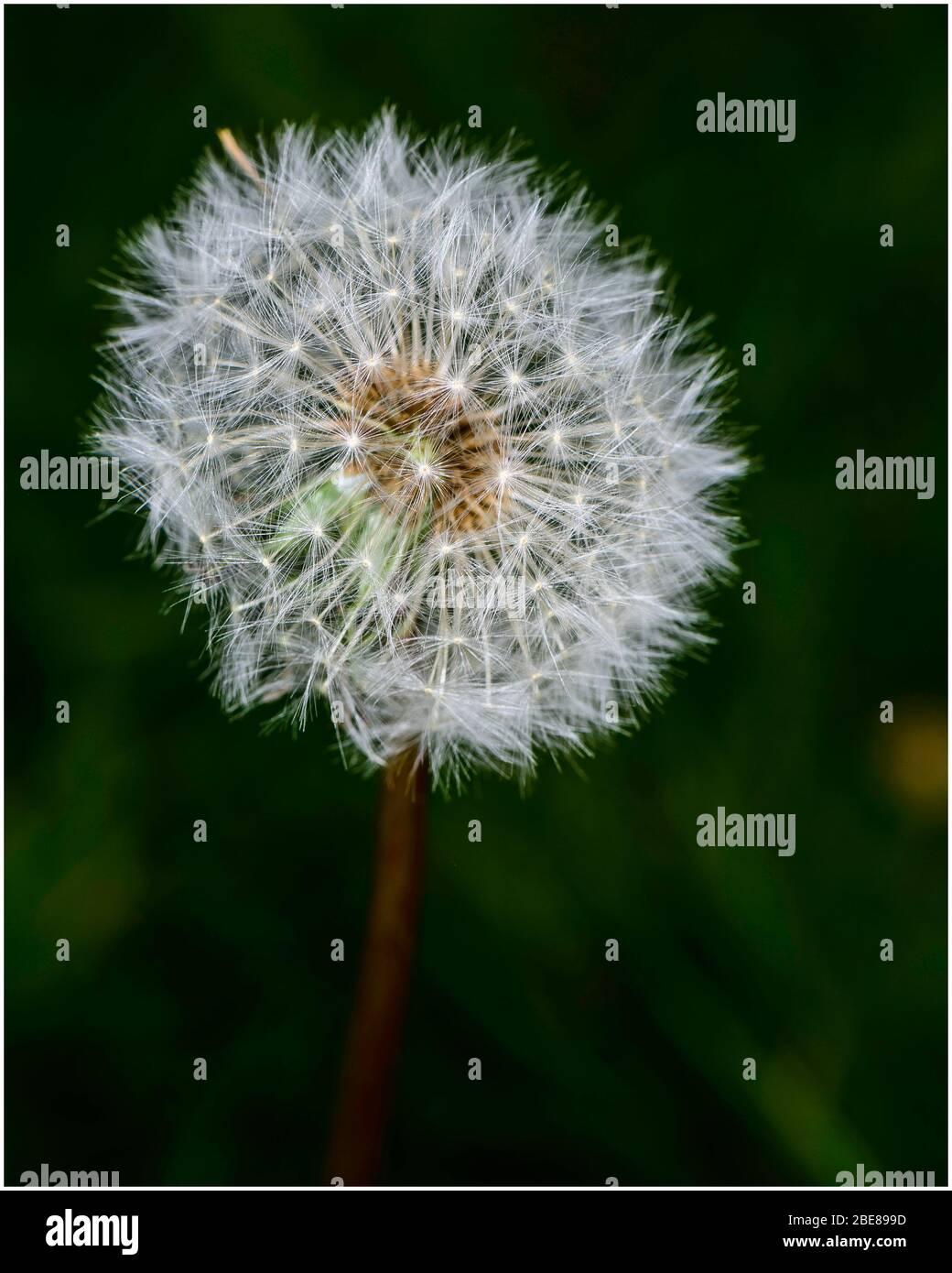 Dandelion seedhead Stock Photo