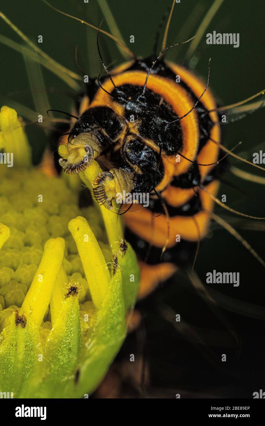 CINNABAR MOTH CATERPILLAR UK visual data 5