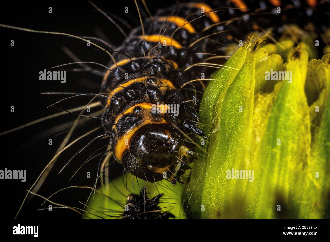 Cinnabar moth caterpillar Stock Photo Alamy
