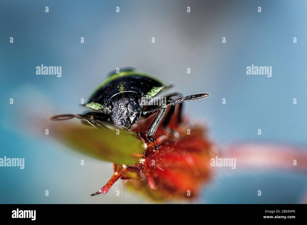 Shield bug (stink bug) nymph Stock Photo