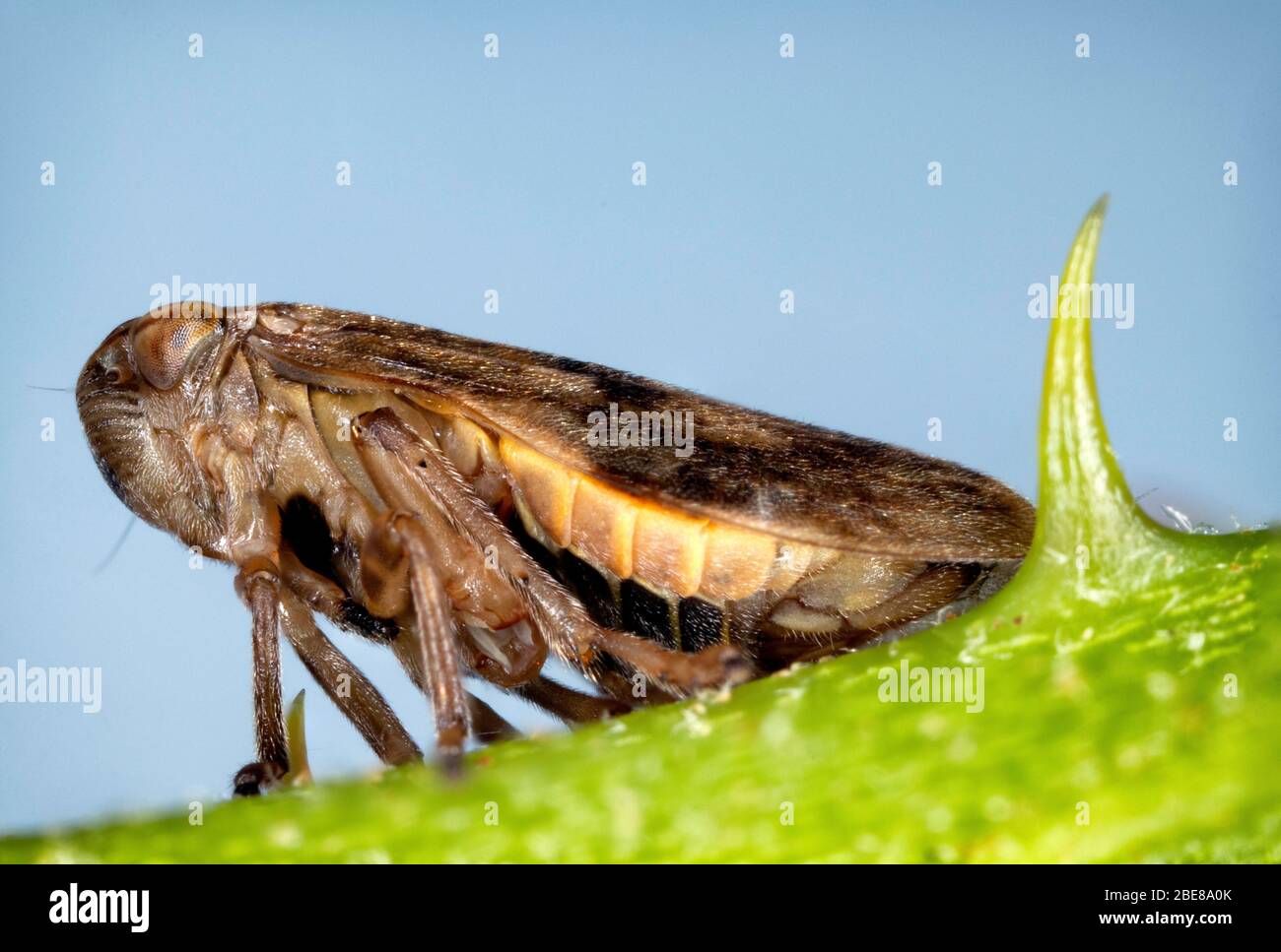 Adult spittle bug on a bramble stem Stock Photo