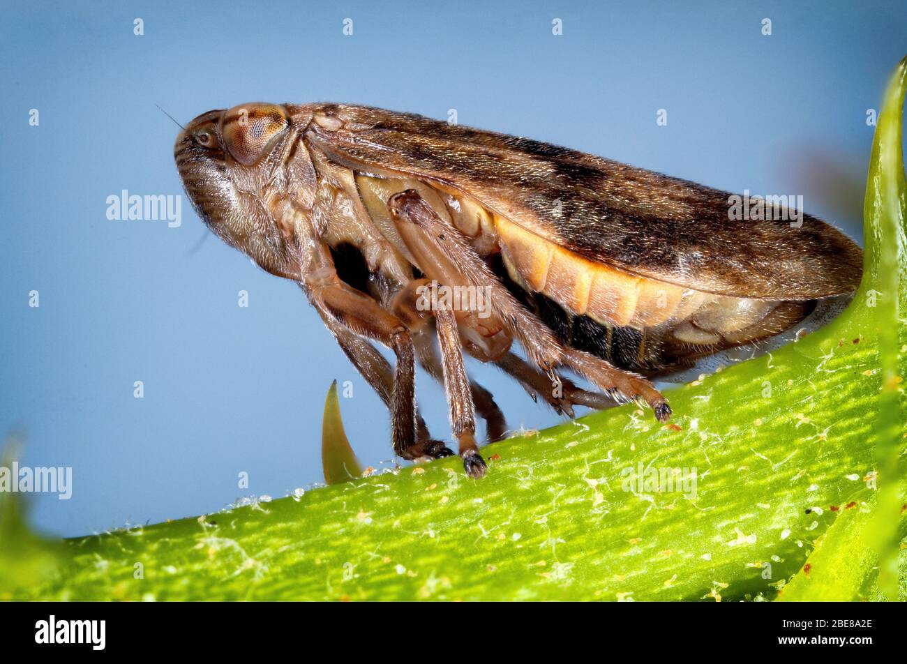 Adult spittle bug on a bramble stem Stock Photo