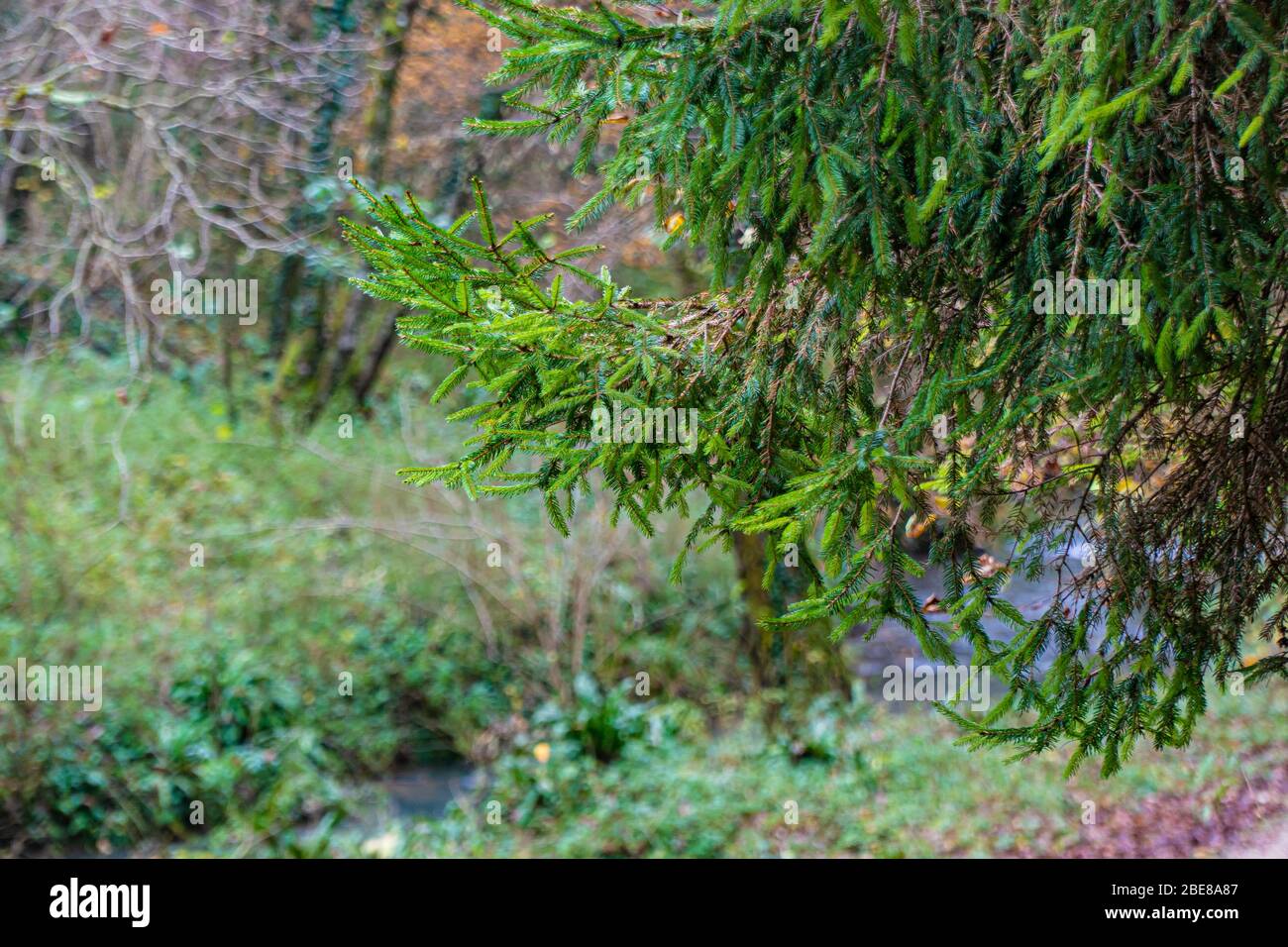 Close up of spruce branch in the forest, selective focus Stock Photo