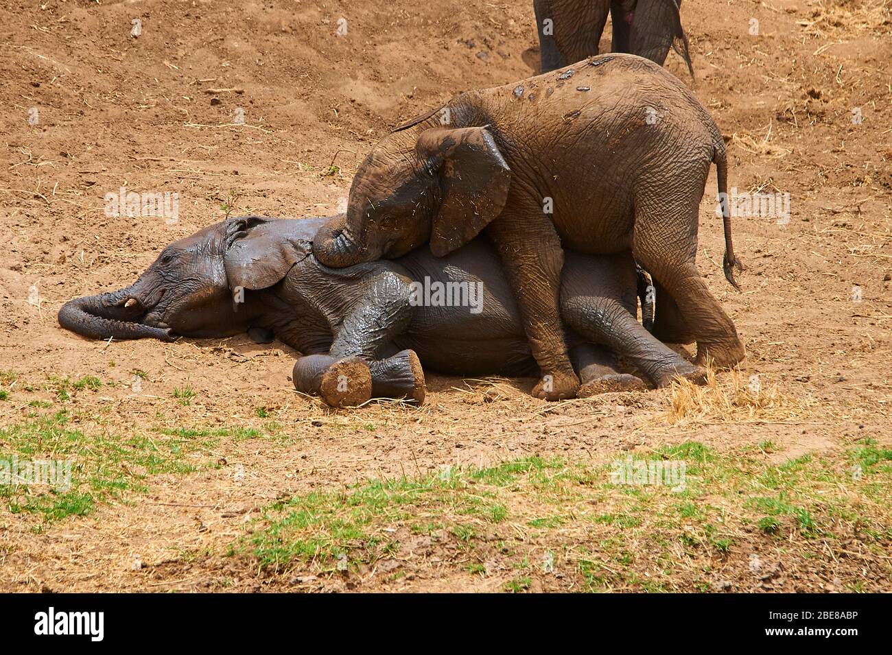 Young elephant calf, fooling around in a playful game Stock Photo