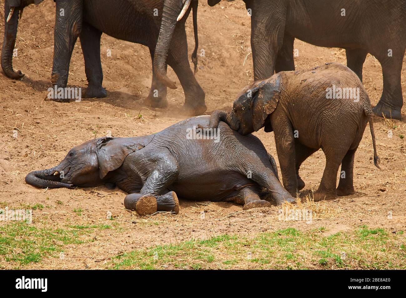 Young elephant calf, fooling around in a playful game Stock Photo