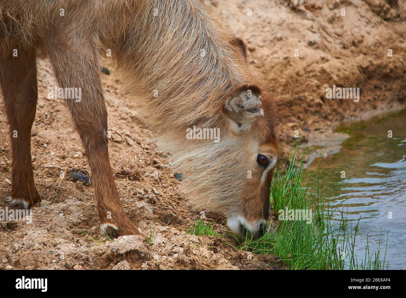 A juvenile Water Buck, still with its light brown long fur Stock Photo