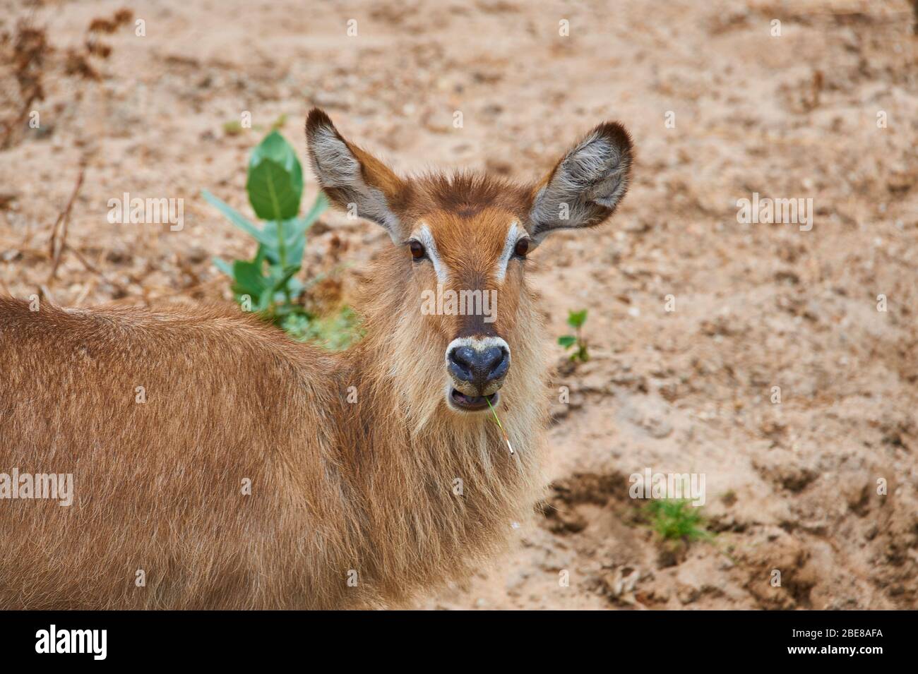 A juvenile Water Buck, still with its light brown long fur Stock Photo