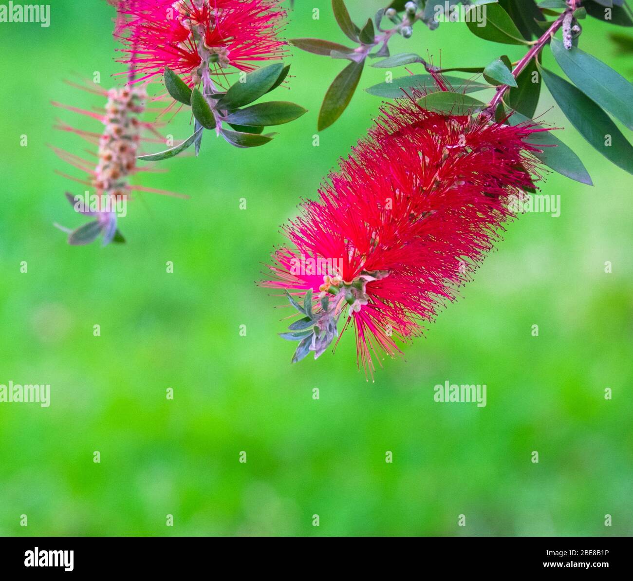 Red bottle brush plants hires stock photography and images Alamy