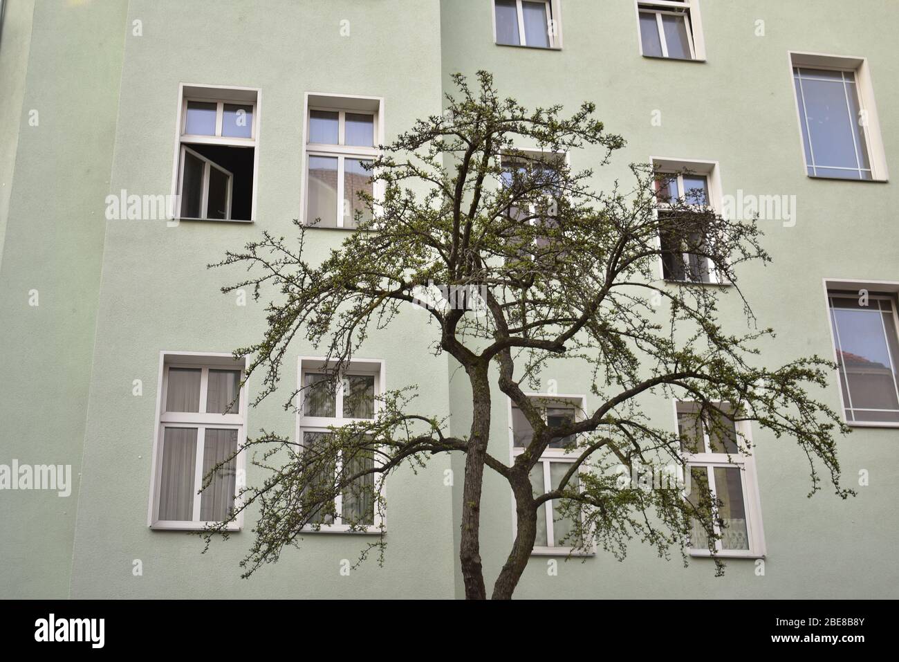 Tree in front of green apartment facade in Schoneberg Berlin Stock Photo Alamy