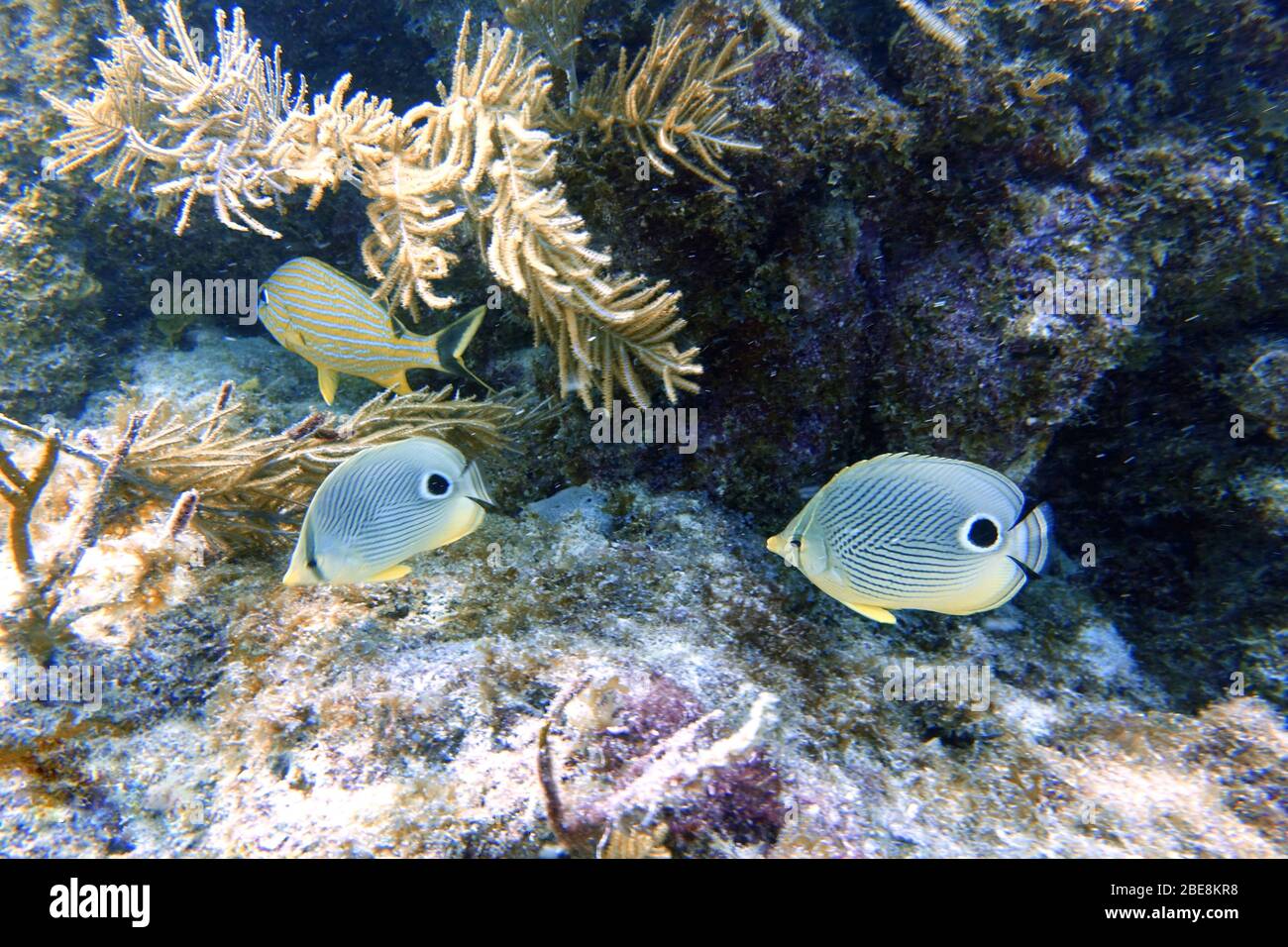 An underwater photo of a Four Eyed Butterflyfish or Chaetodon capistratus, is found in the Western Atlantic, Bermuda, and Caribbean. Stock Photo