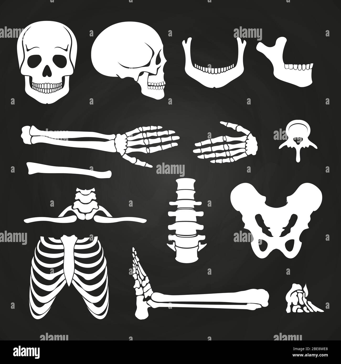 Human bones collection on chalkboard. Skeleton human anatomy, backbone and hand bone. Vector illustration Stock Vector