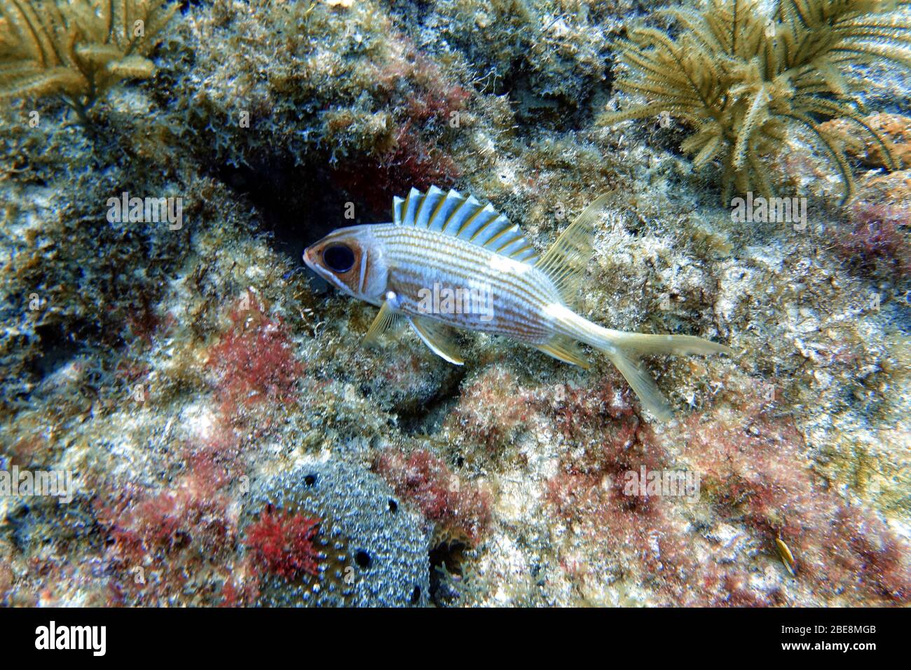An underwater photo of a longspine squirrelfish (Holocentrus rufus) which  is a silvery red, sea fish with orange-gold body stripes. They are known fo Stock Photo