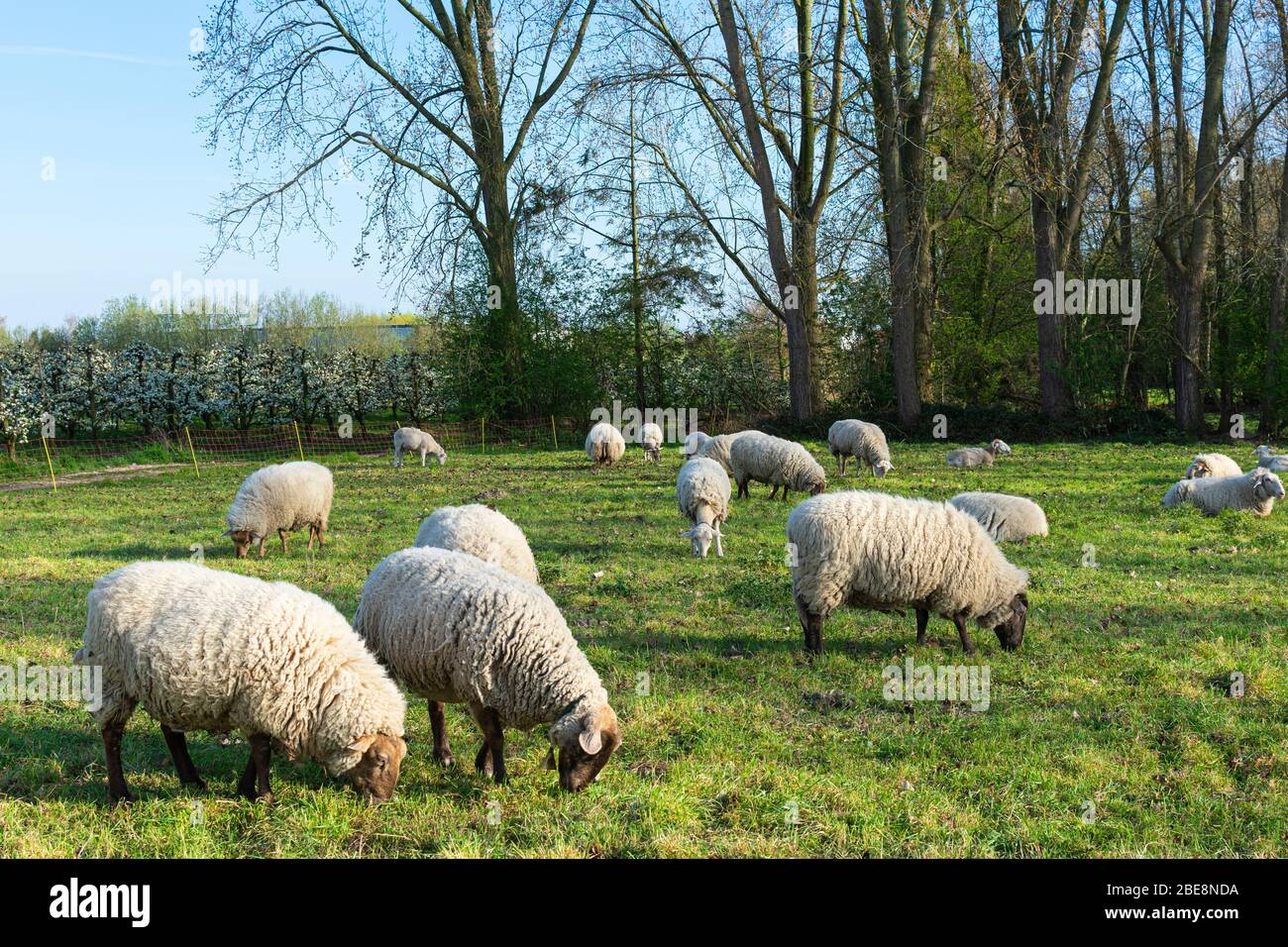 Flock of sheep are peacefully grazing in the meadow in spring Stock ...