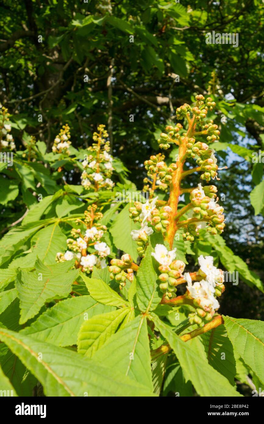The sticky buds and palmate leaves of the native Horse Chestnut tree Stock Photo Alamy
