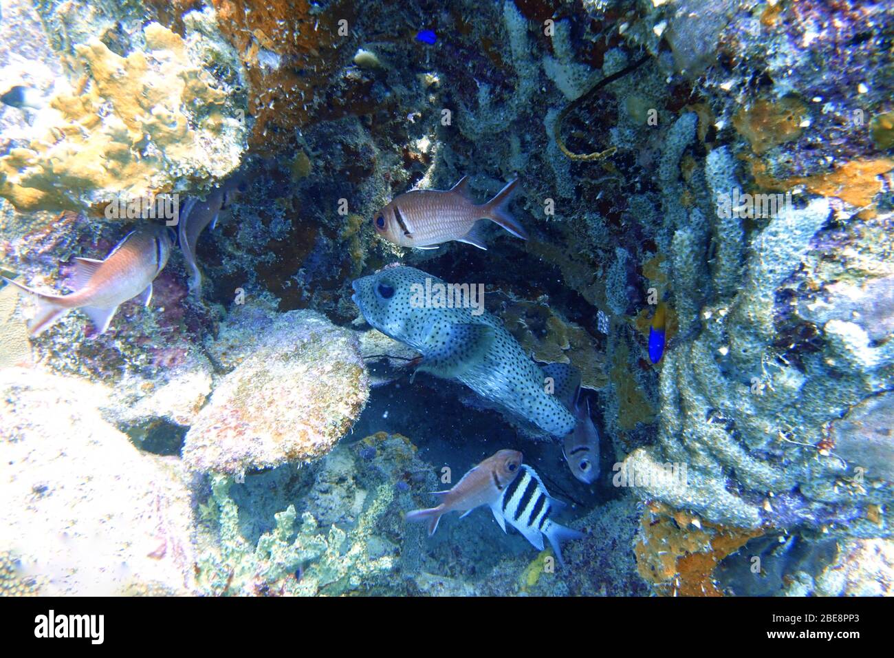Pufferfish (Tetraodontidae) hiding from predators in between the coral alongside a big eyed squirrelfish (Holocentridae). Stock Photo