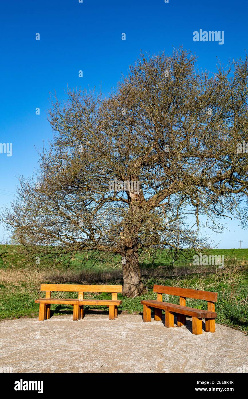 Two empty benches under bare oak tree in spring Stock Photo