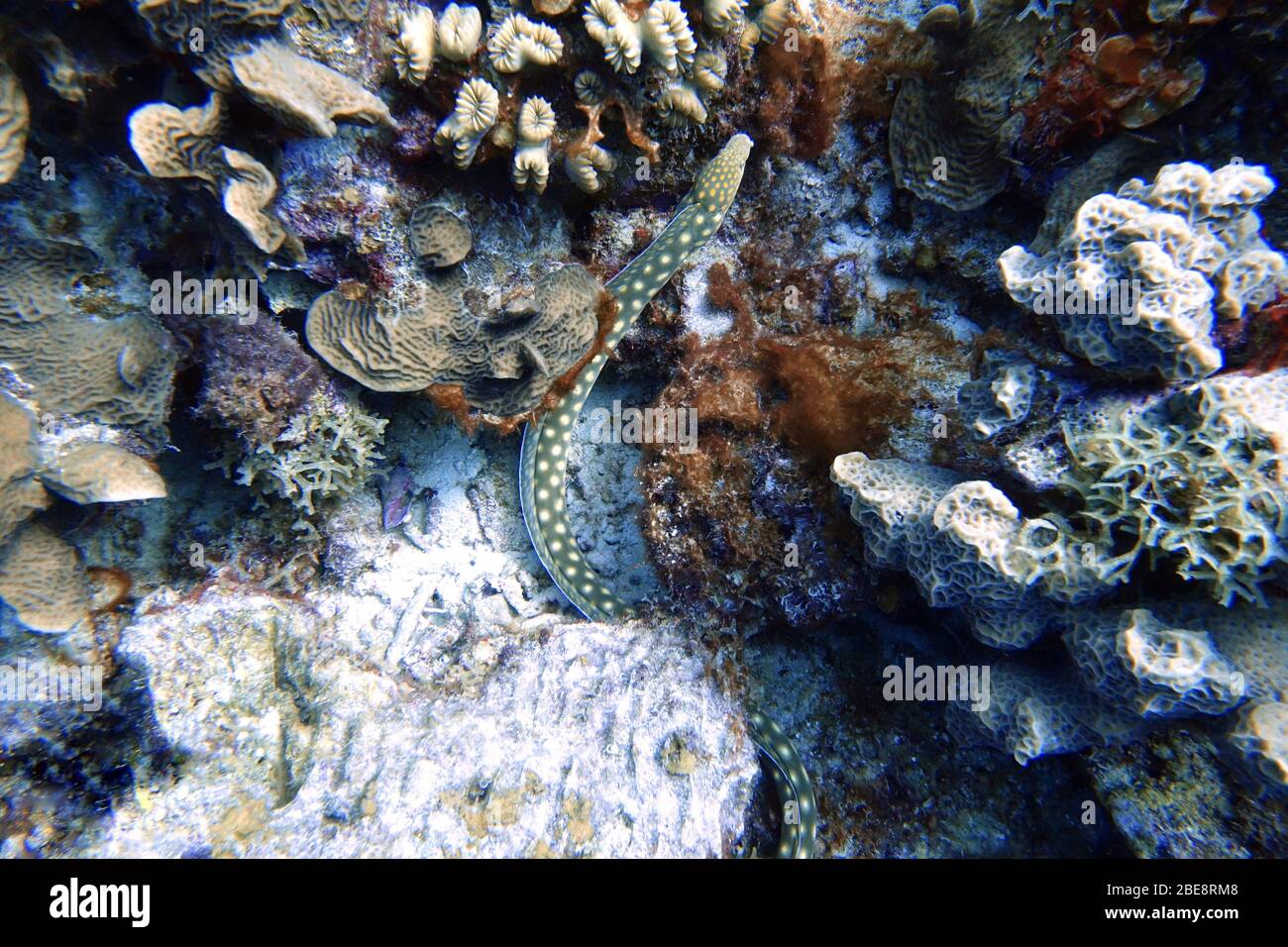 An underwater photo of a Yellow Spotted Sea Snake Stock Photo