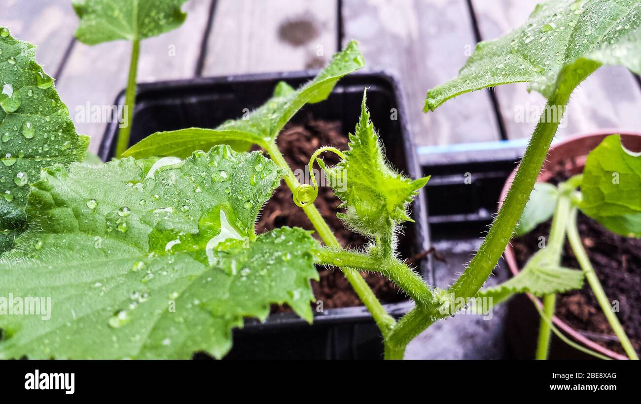 cucember green baby   plants with water drops Stock Photo