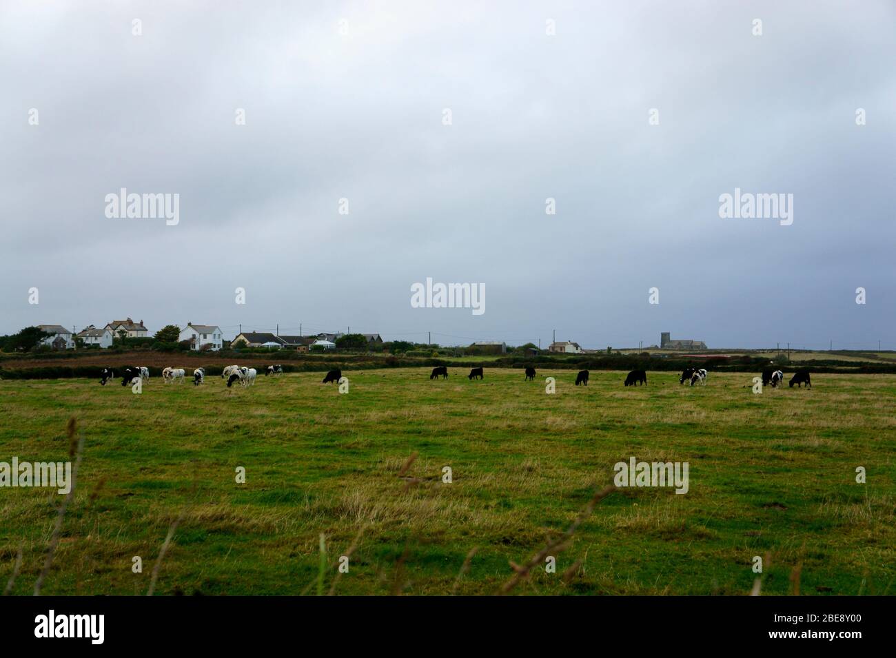 Cows grazing in Field in North Cornwall Stock Photo Alamy