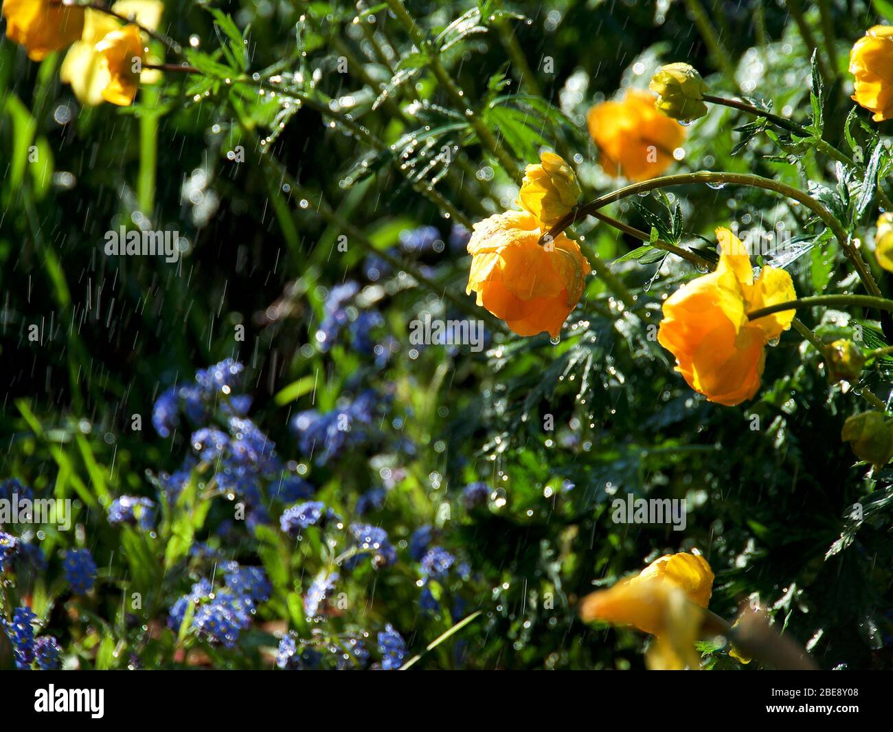 Trollius europaeus spring flowers in the rain, Stock Photo