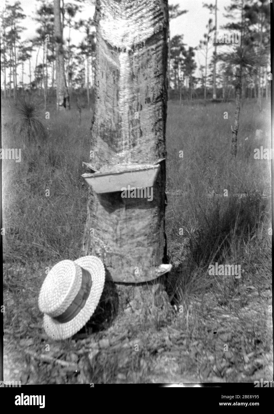 Turpentine Black and White Stock Photos & Images Alamy