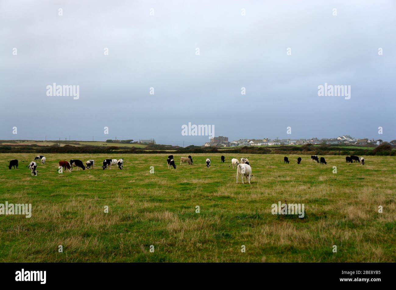 Cows grazing in Field in North Cornwall Stock Photo Alamy